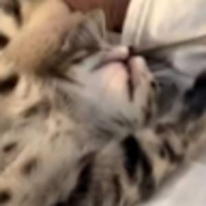 Meet your Posher, Breejah